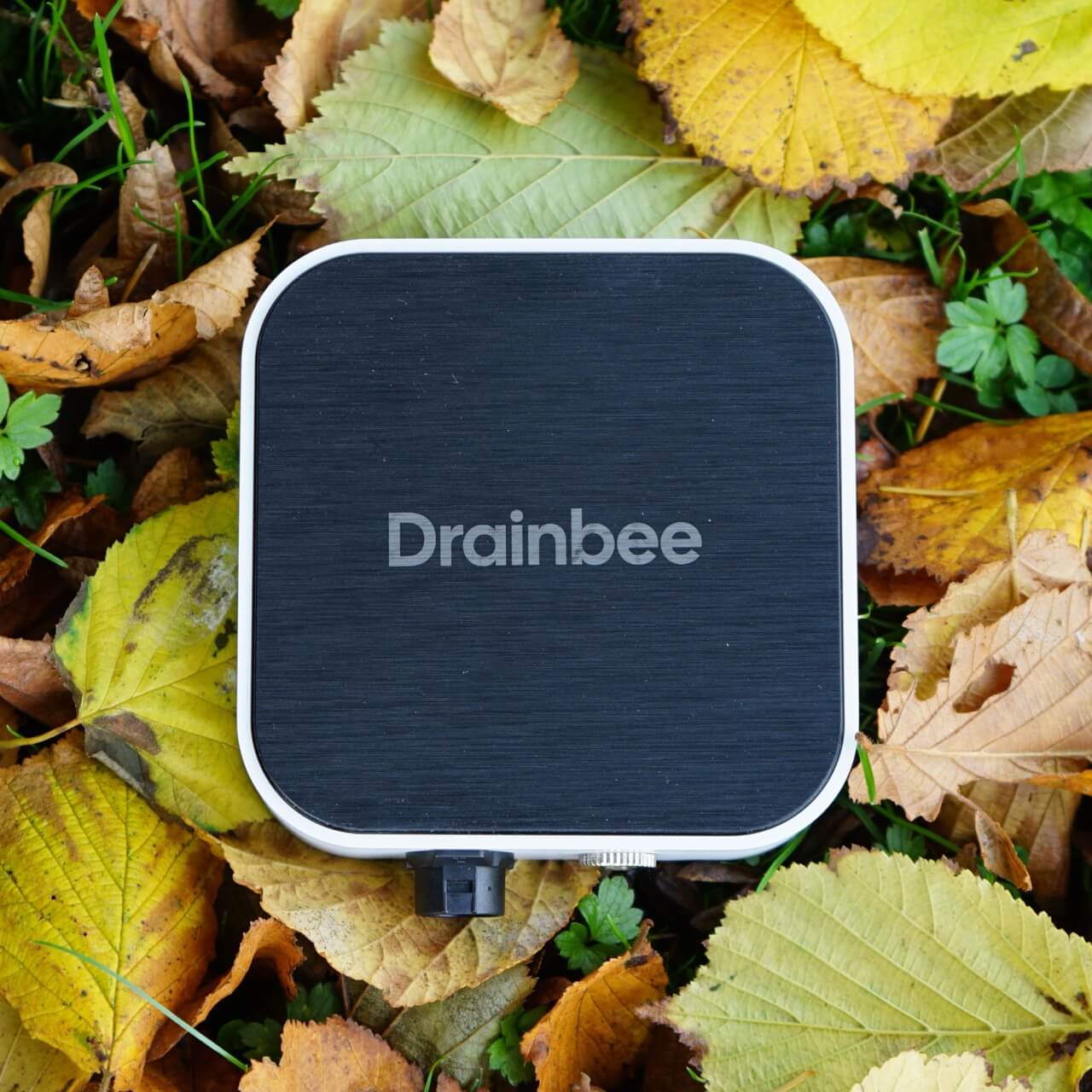 Drainbee im Freien auf Herbstlaub